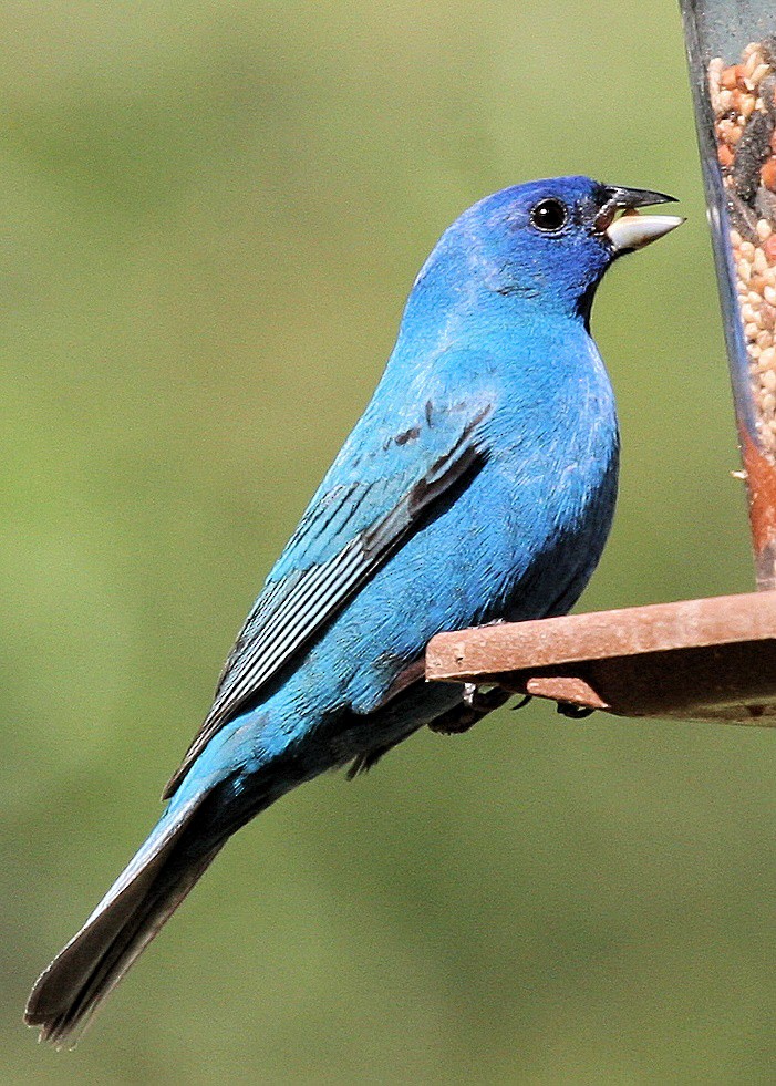 Indigo Bunting - ML618714480