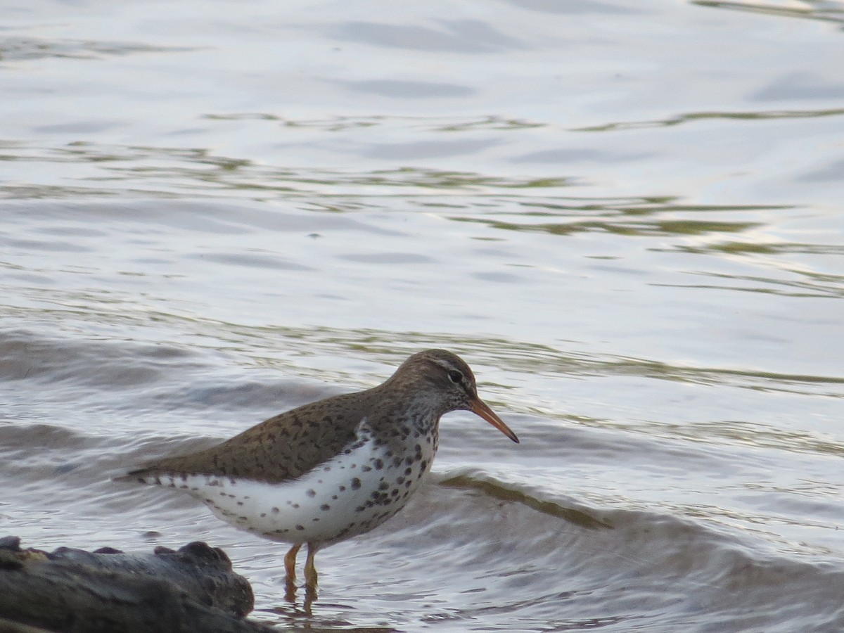 Spotted Sandpiper - ML618714482