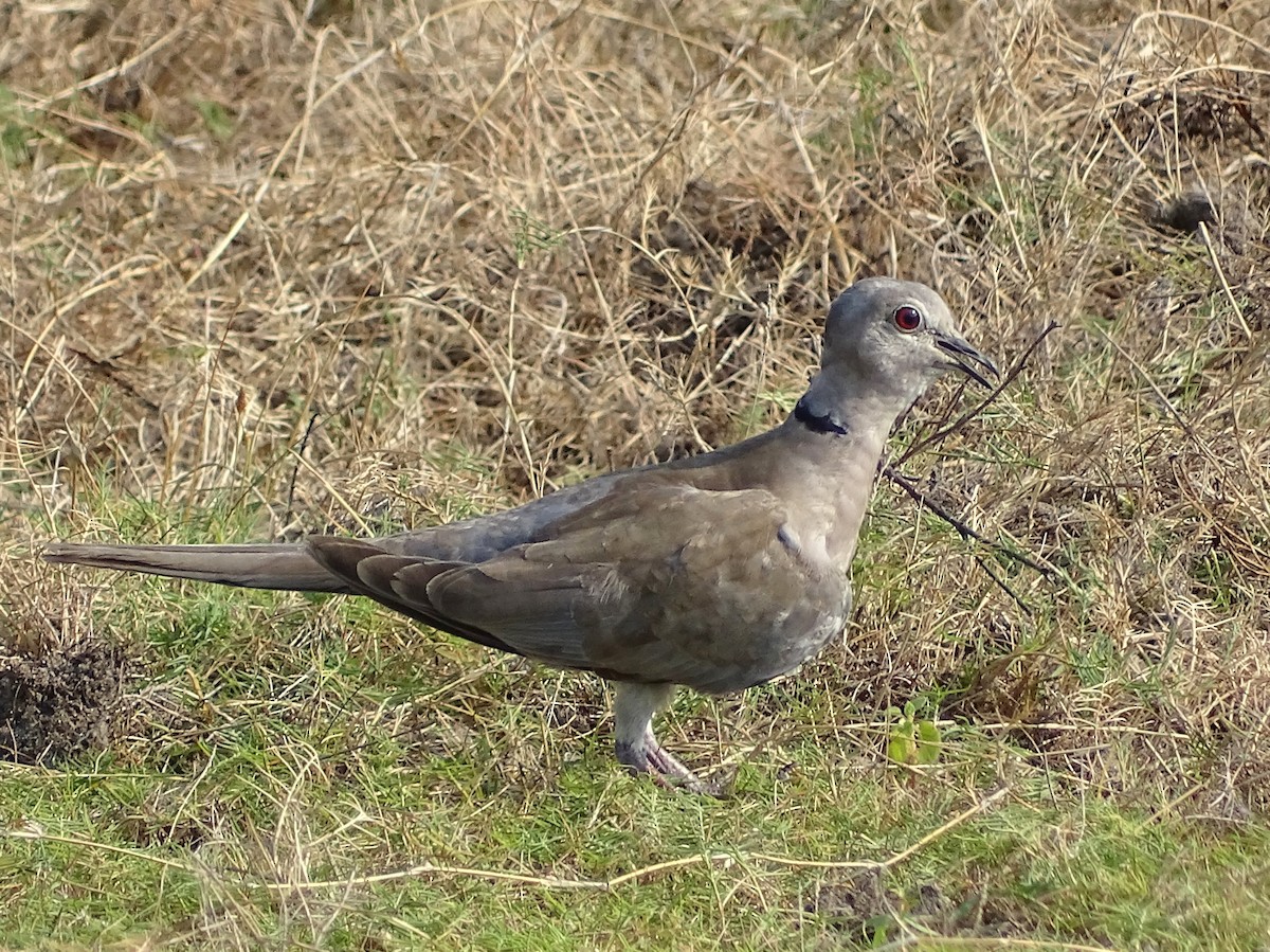 Eurasian Collared-Dove - Sri Srikumar