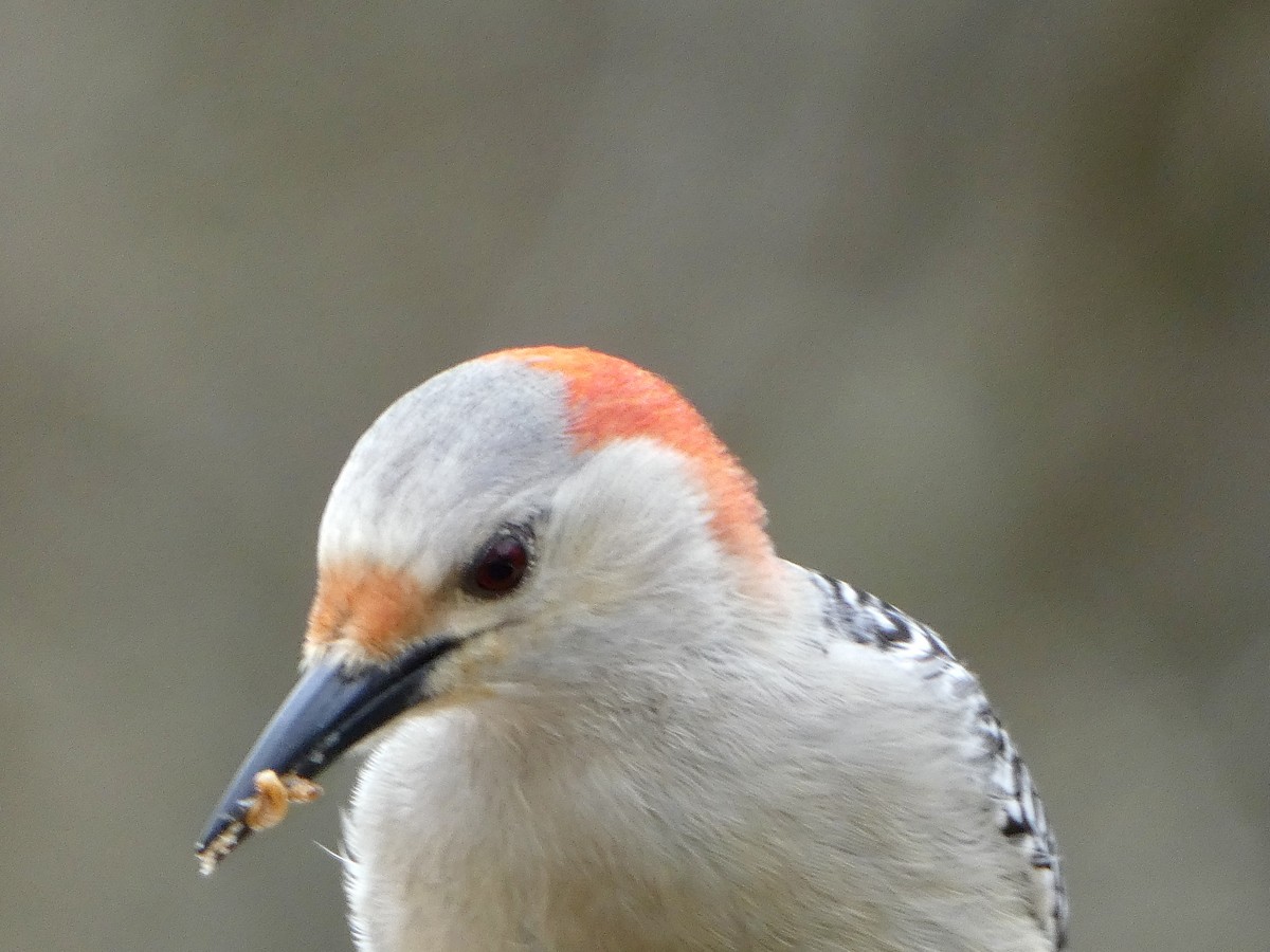 Red-bellied Woodpecker - Julie Williams