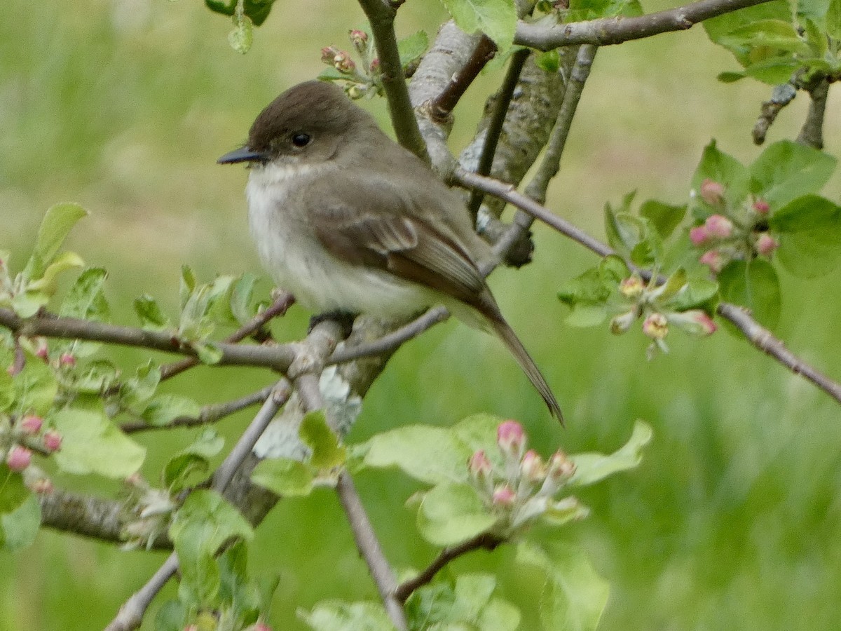 Eastern Phoebe - ML618714613