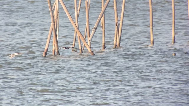 White-winged Tern - ML618714624