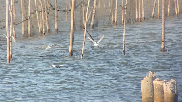 White-winged Tern - ML618714625