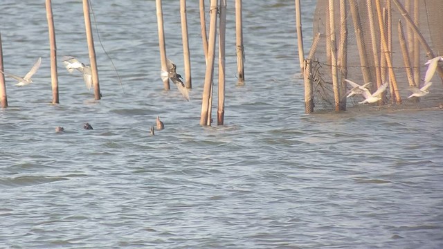 White-winged Tern - ML618714627