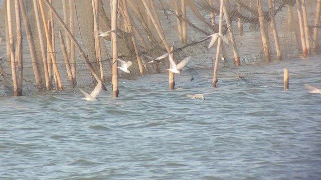 White-winged Tern - ML618714628