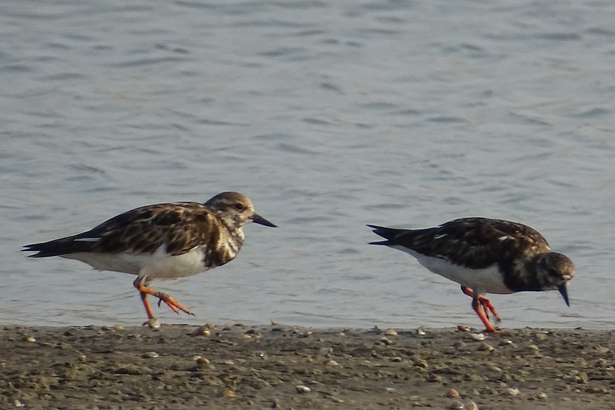 Ruddy Turnstone - ML618714652