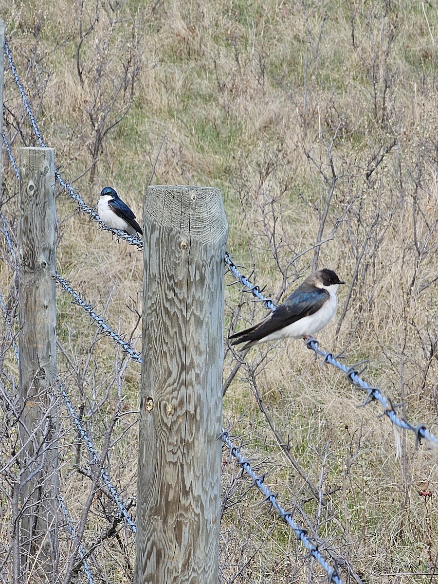 Tree Swallow - Sarah Ludlow