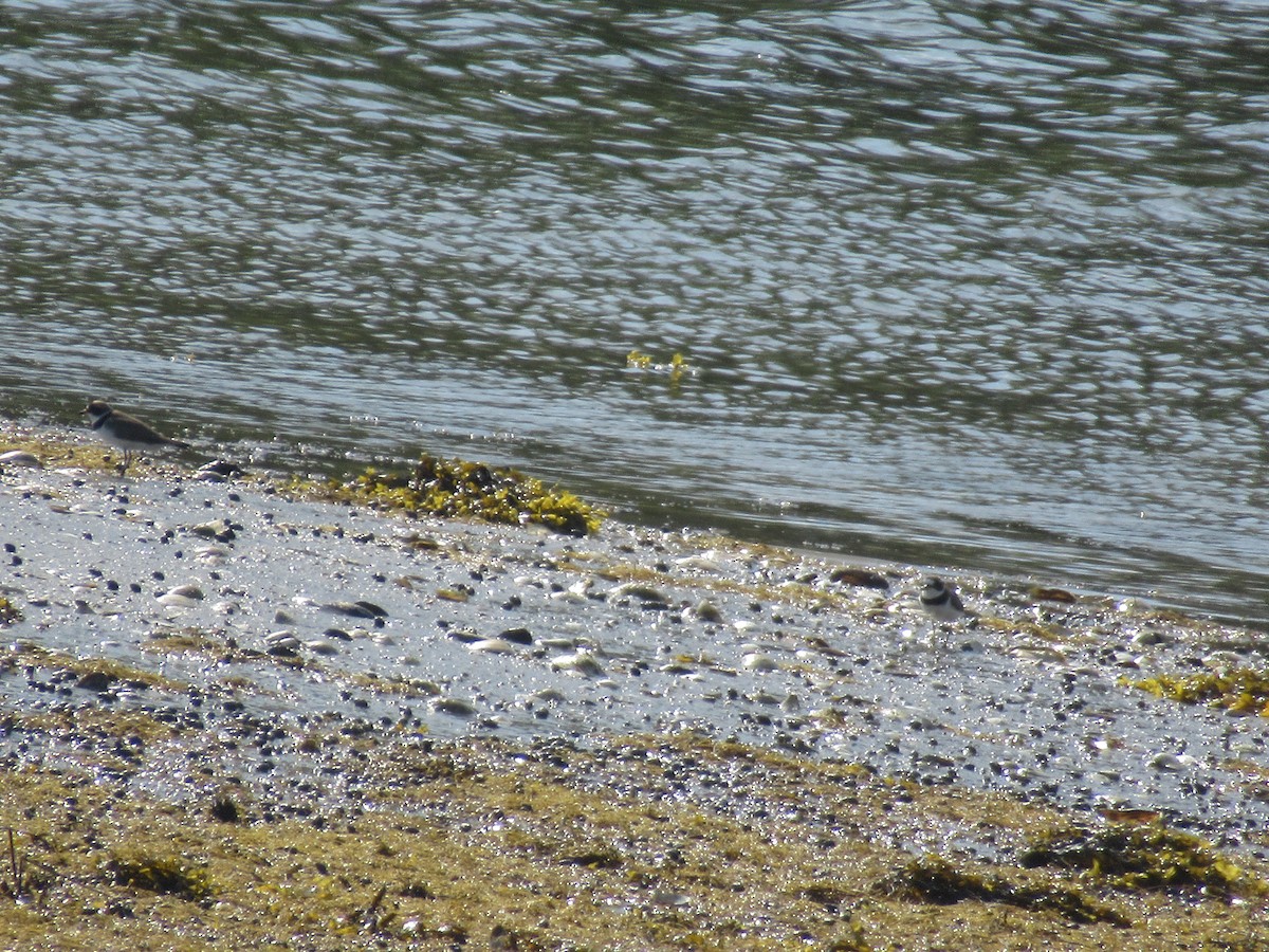 Semipalmated Plover - Barry Capella