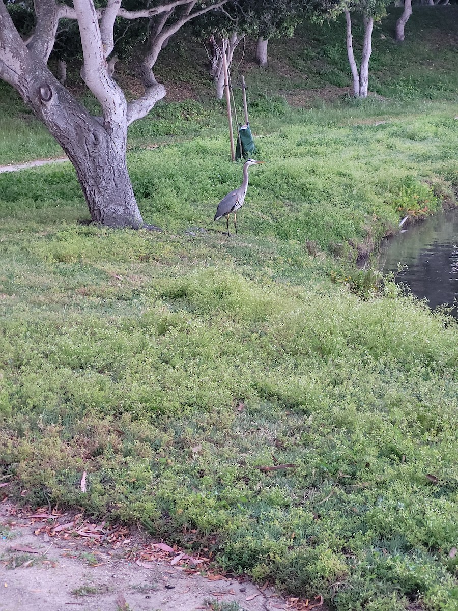 Great Blue Heron - ML618714783