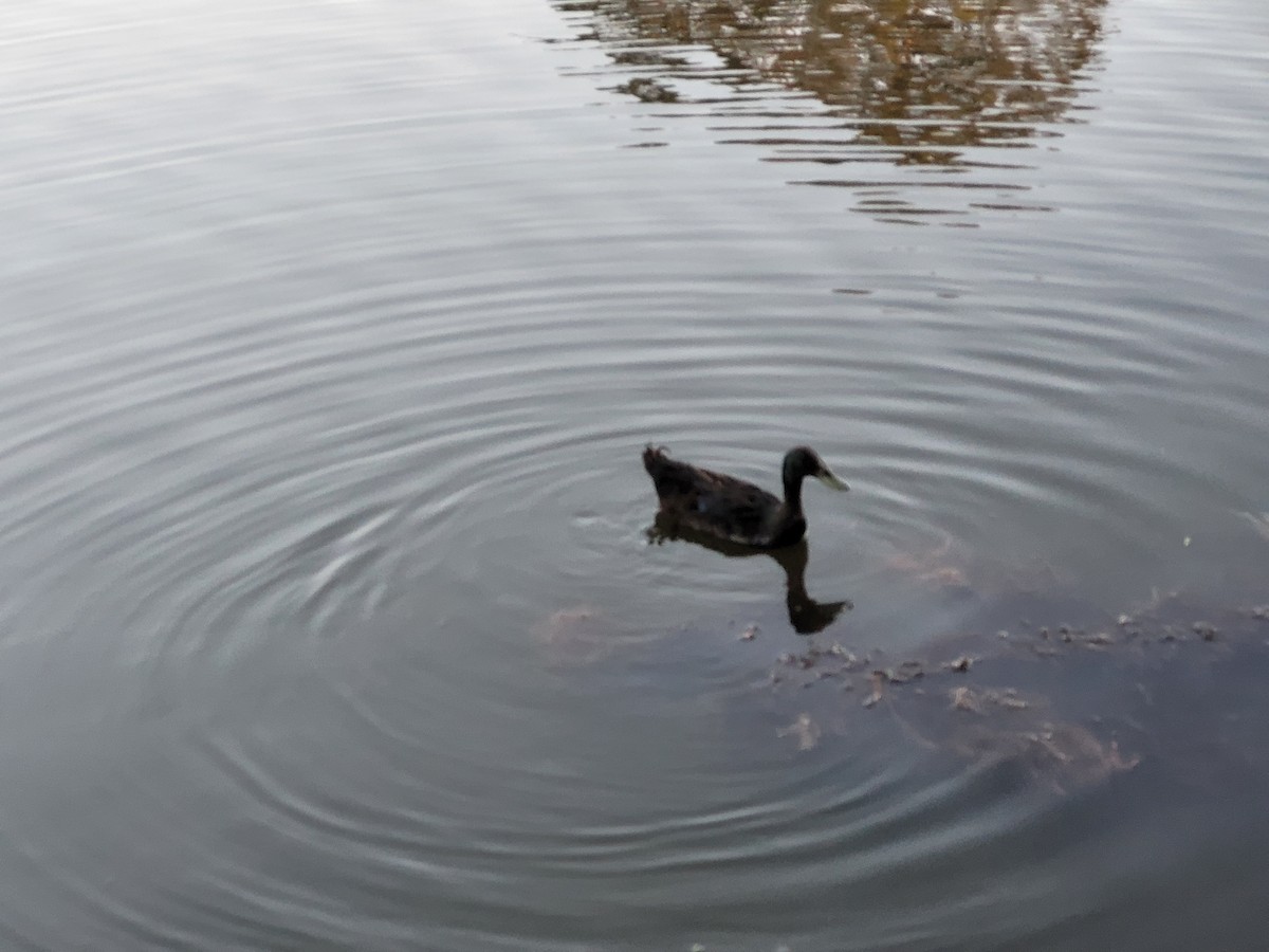 Canard colvert - ML618714799