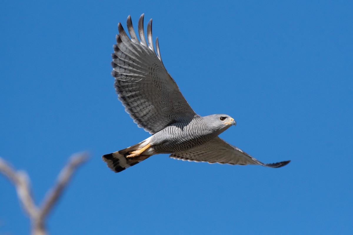 Gray Hawk - Zach Hewlett