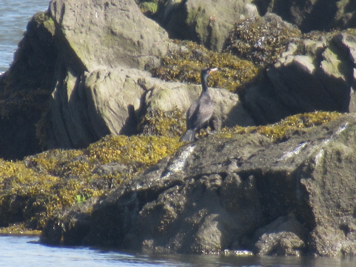 Double-crested Cormorant - Barry Capella