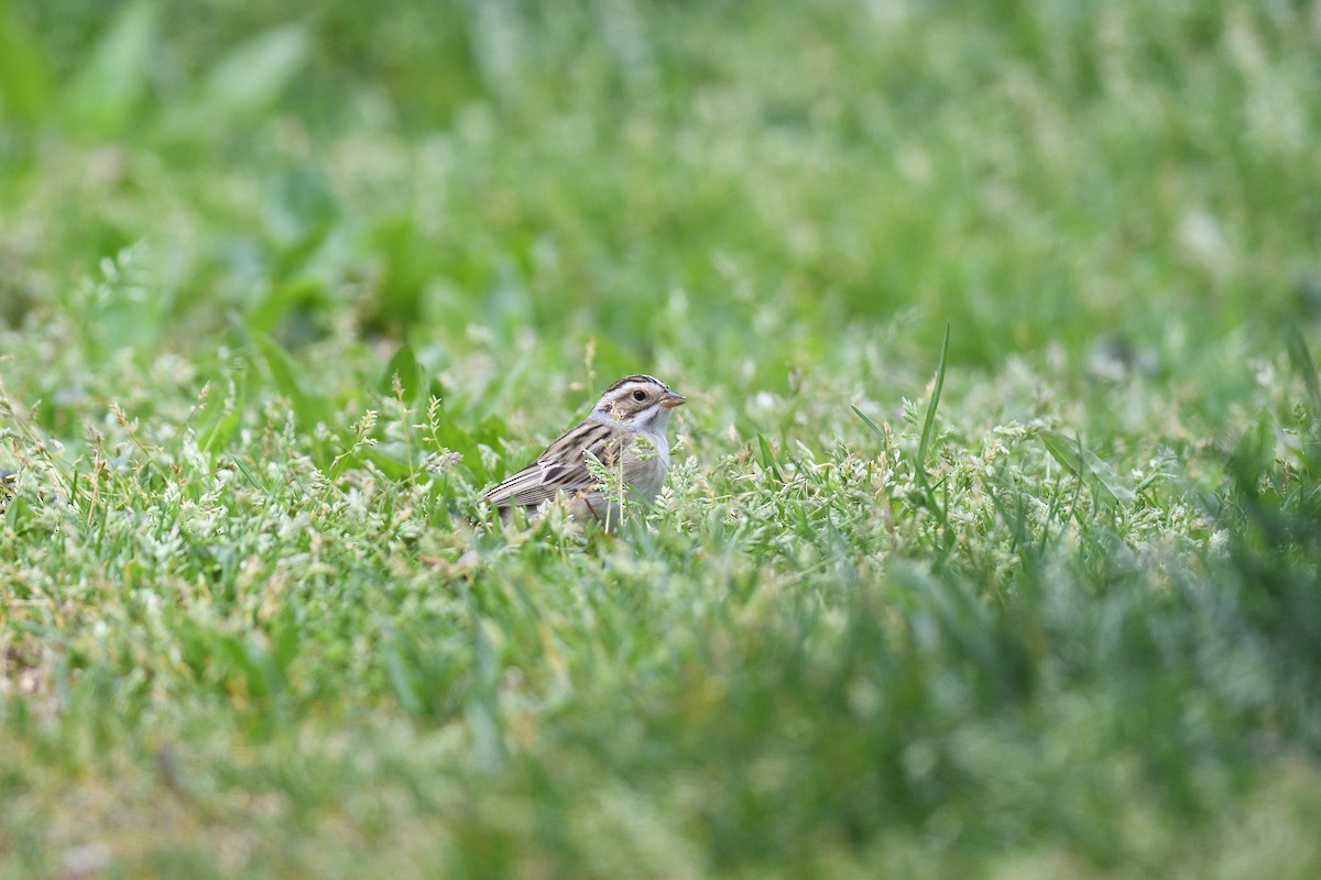 Clay-colored Sparrow - terence zahner