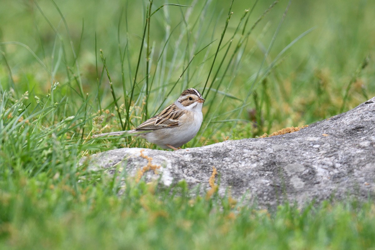 Clay-colored Sparrow - terence zahner