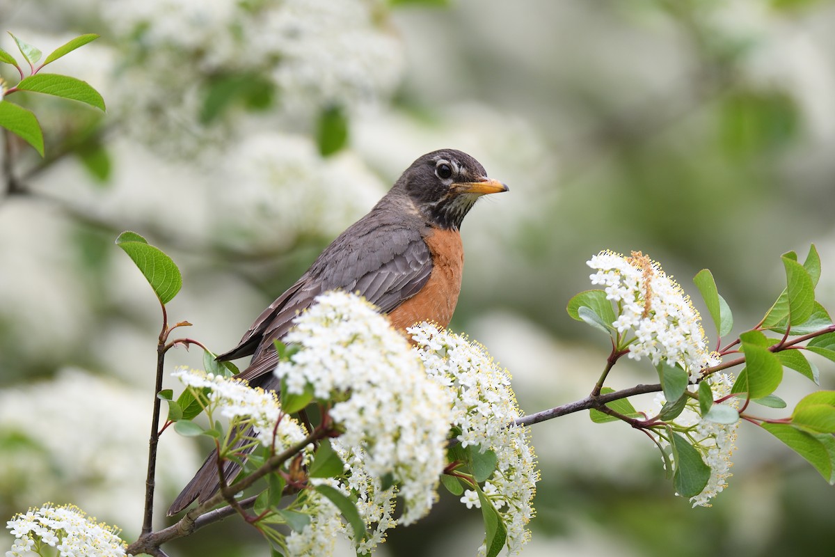 American Robin - ML618714842