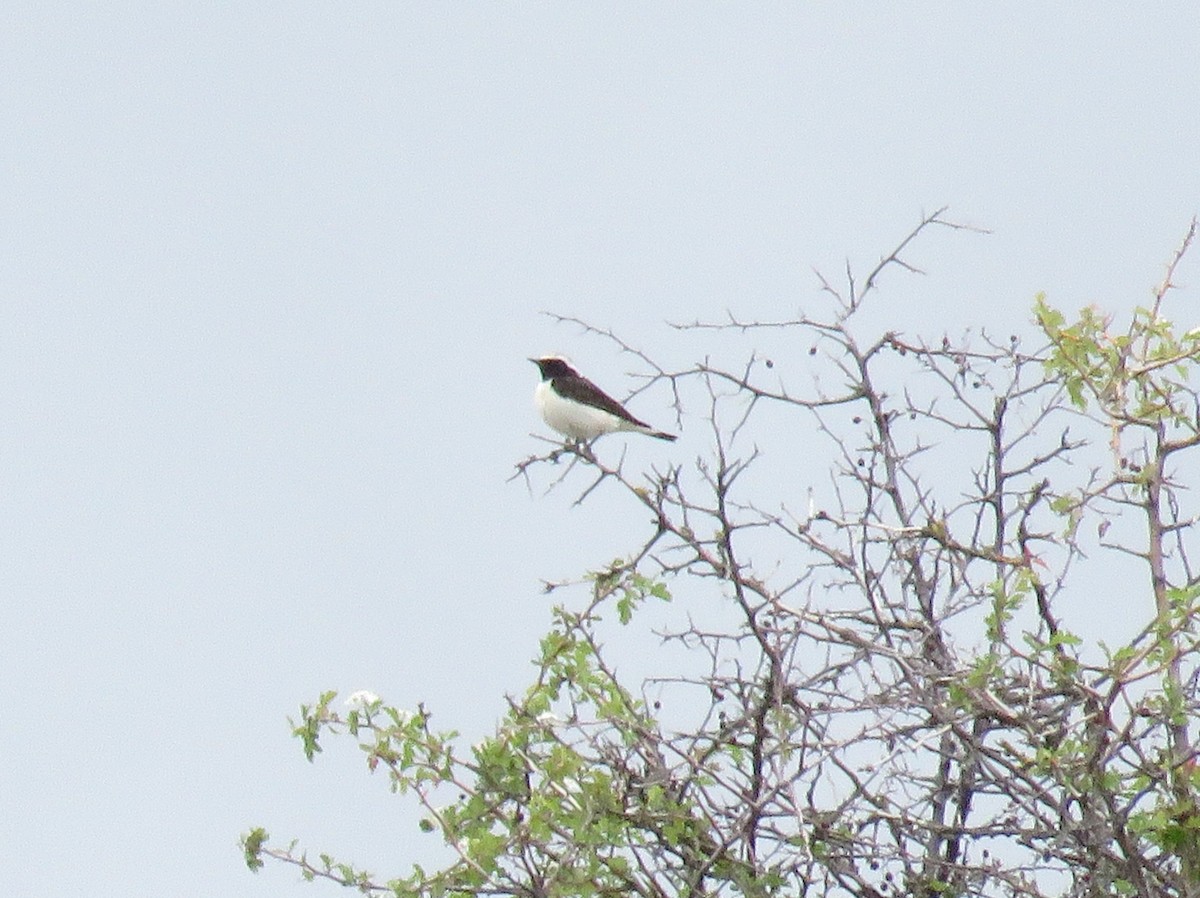 Pied Wheatear - Craig Caldwell