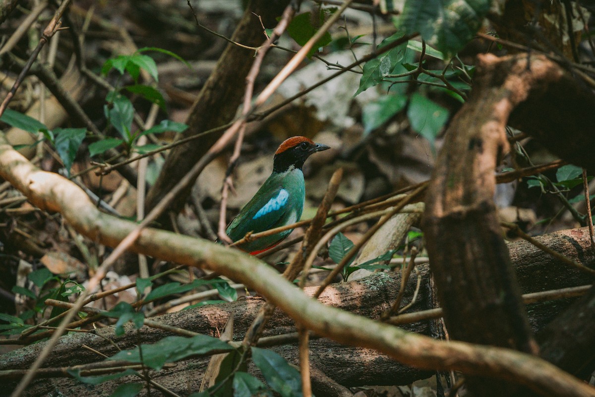 Western Hooded Pitta - Andrew Real