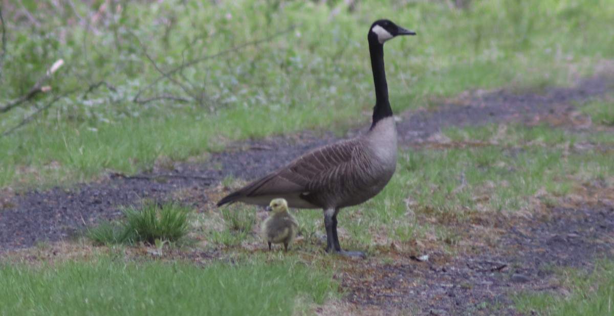 Canada Goose - BJ dooley