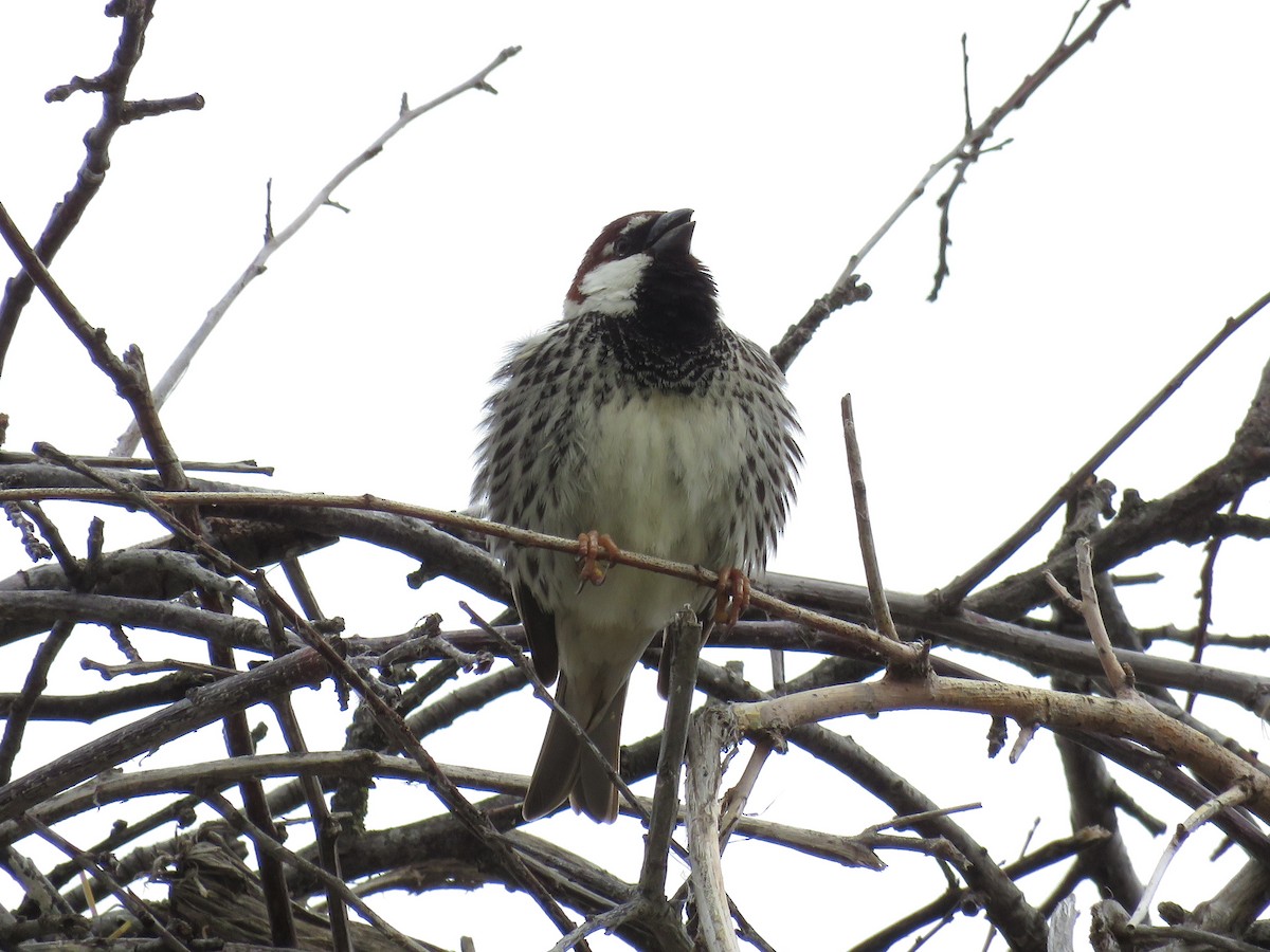 Moineau espagnol - ML618714945