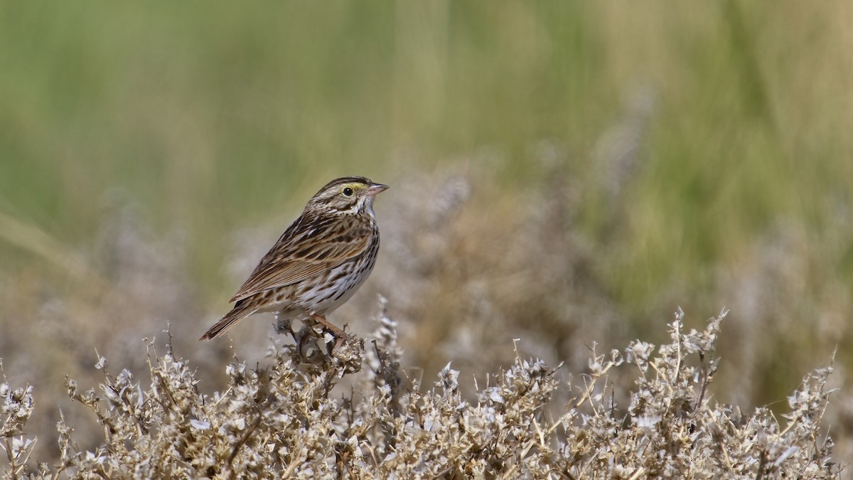 Savannah Sparrow - Mike Prather