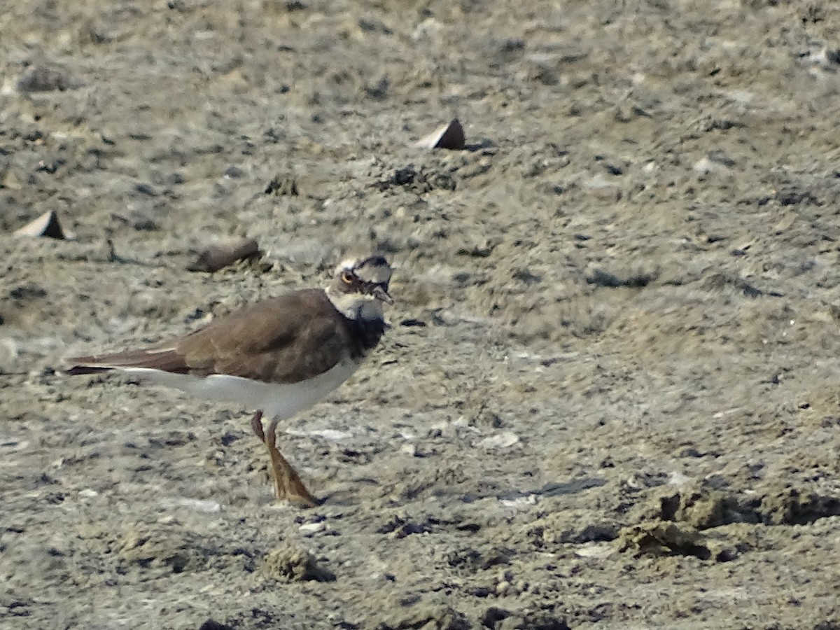 Little Ringed Plover - Sri Srikumar