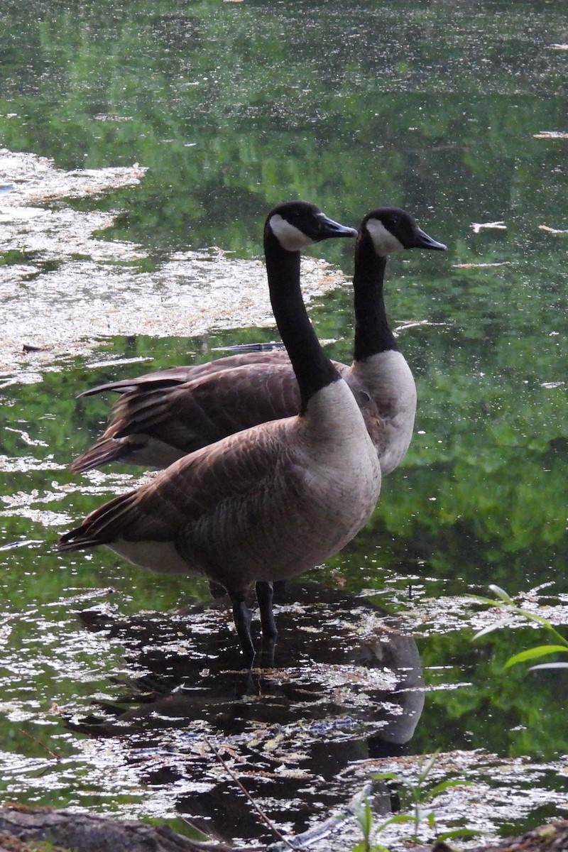 Canada Goose - Larry Gaugler