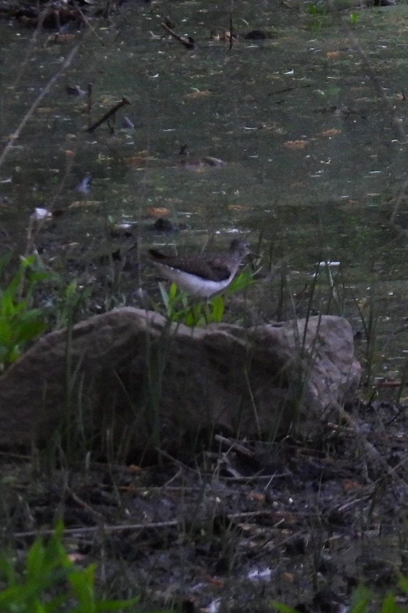 Solitary Sandpiper - Larry Gaugler