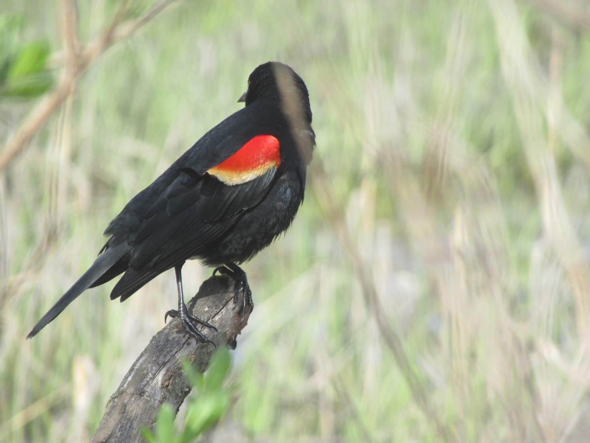 Red-winged Blackbird - Barry Capella