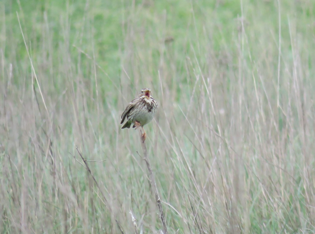 Corn Bunting - ML618714990