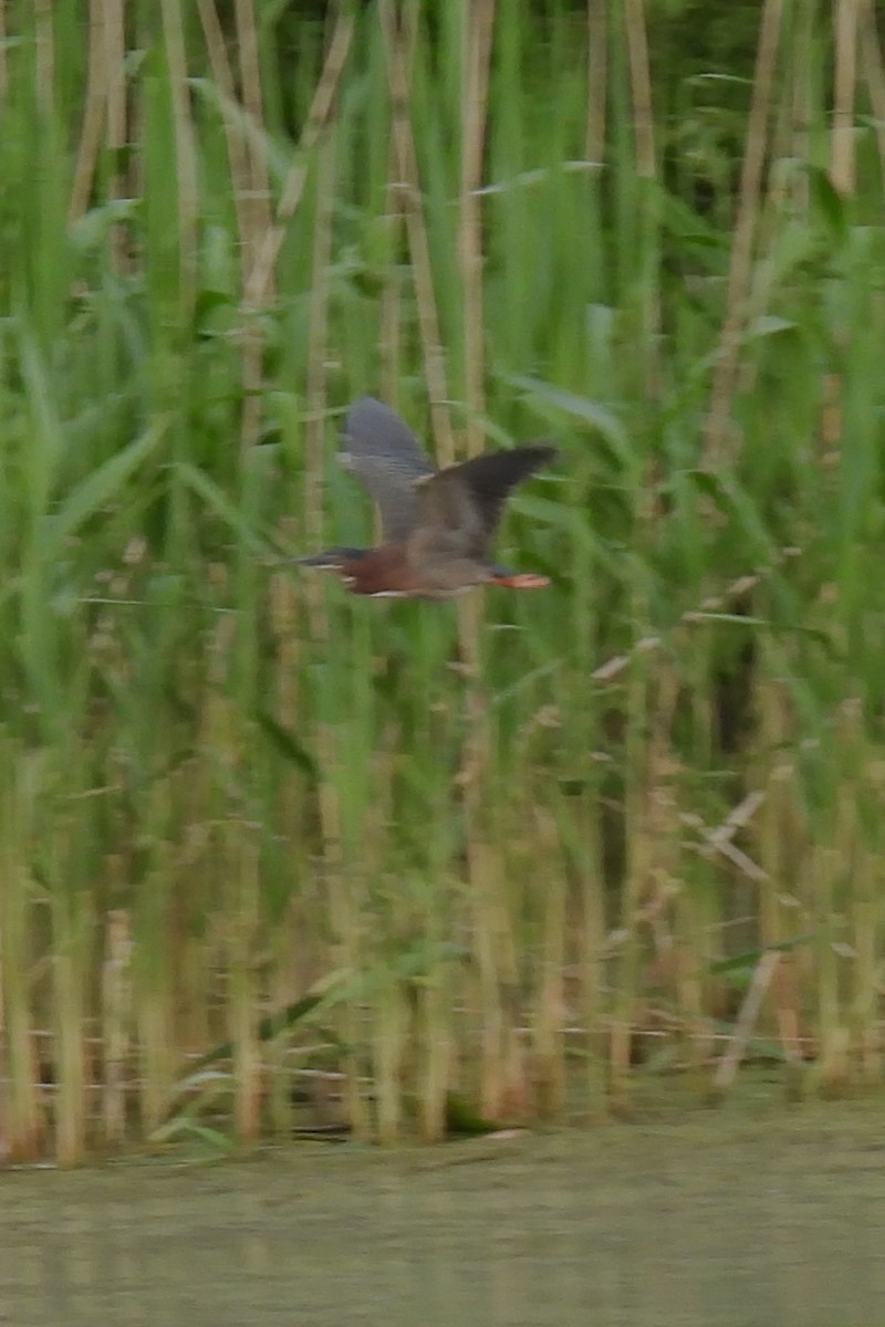 Green Heron - Larry Gaugler