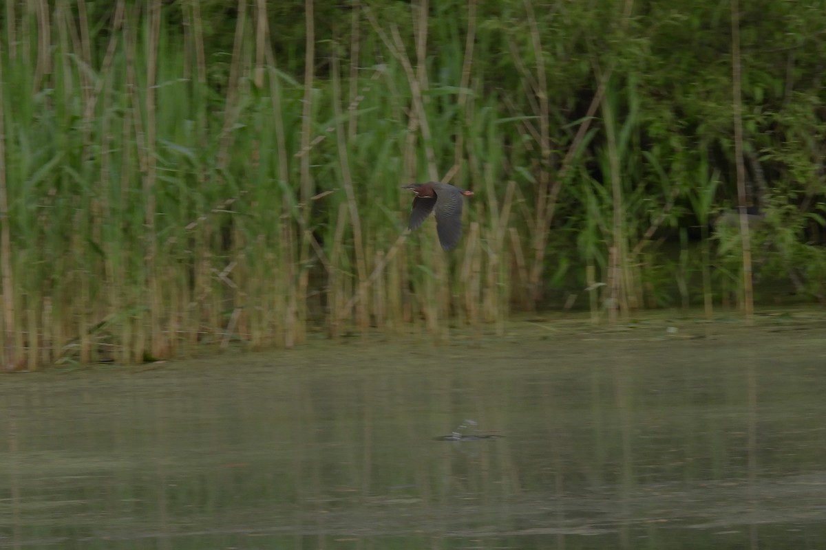 Green Heron - Larry Gaugler