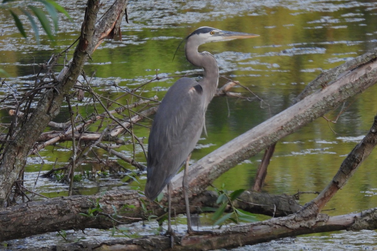 Great Blue Heron - Larry Gaugler