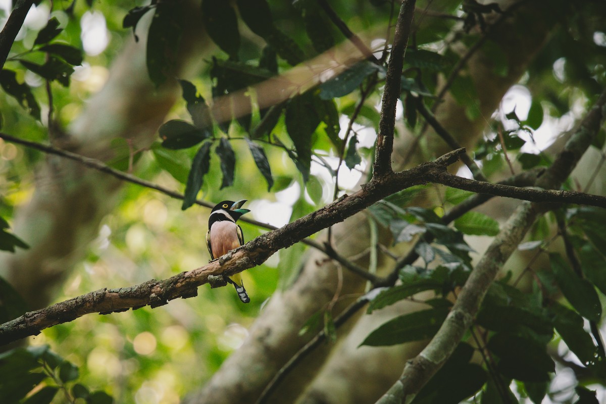 Black-and-yellow Broadbill - ML618715017