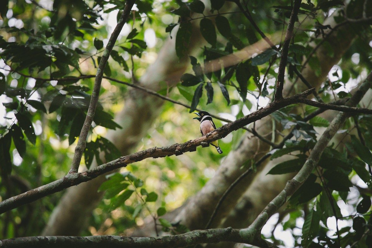 Black-and-yellow Broadbill - ML618715019