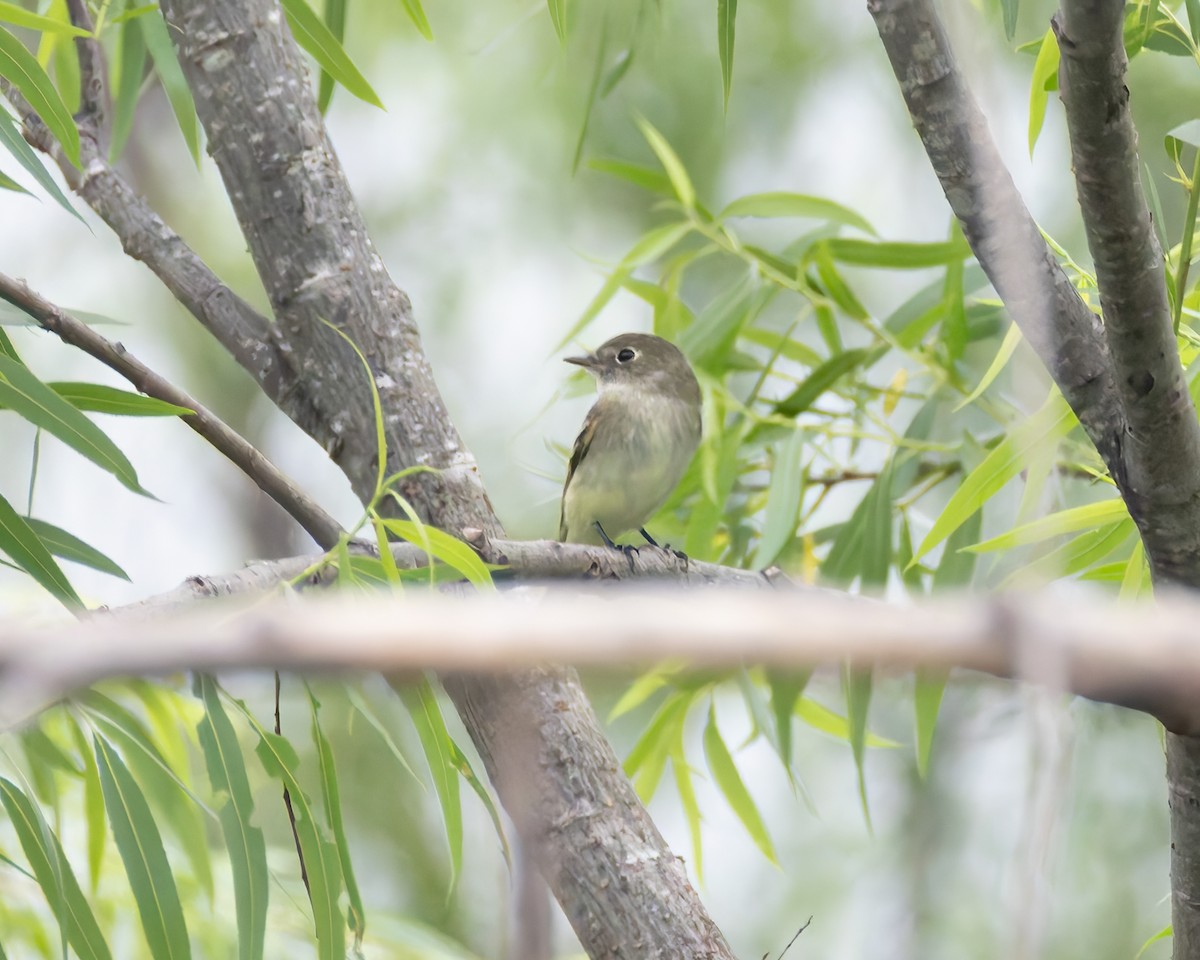 Least Flycatcher - ML618715041