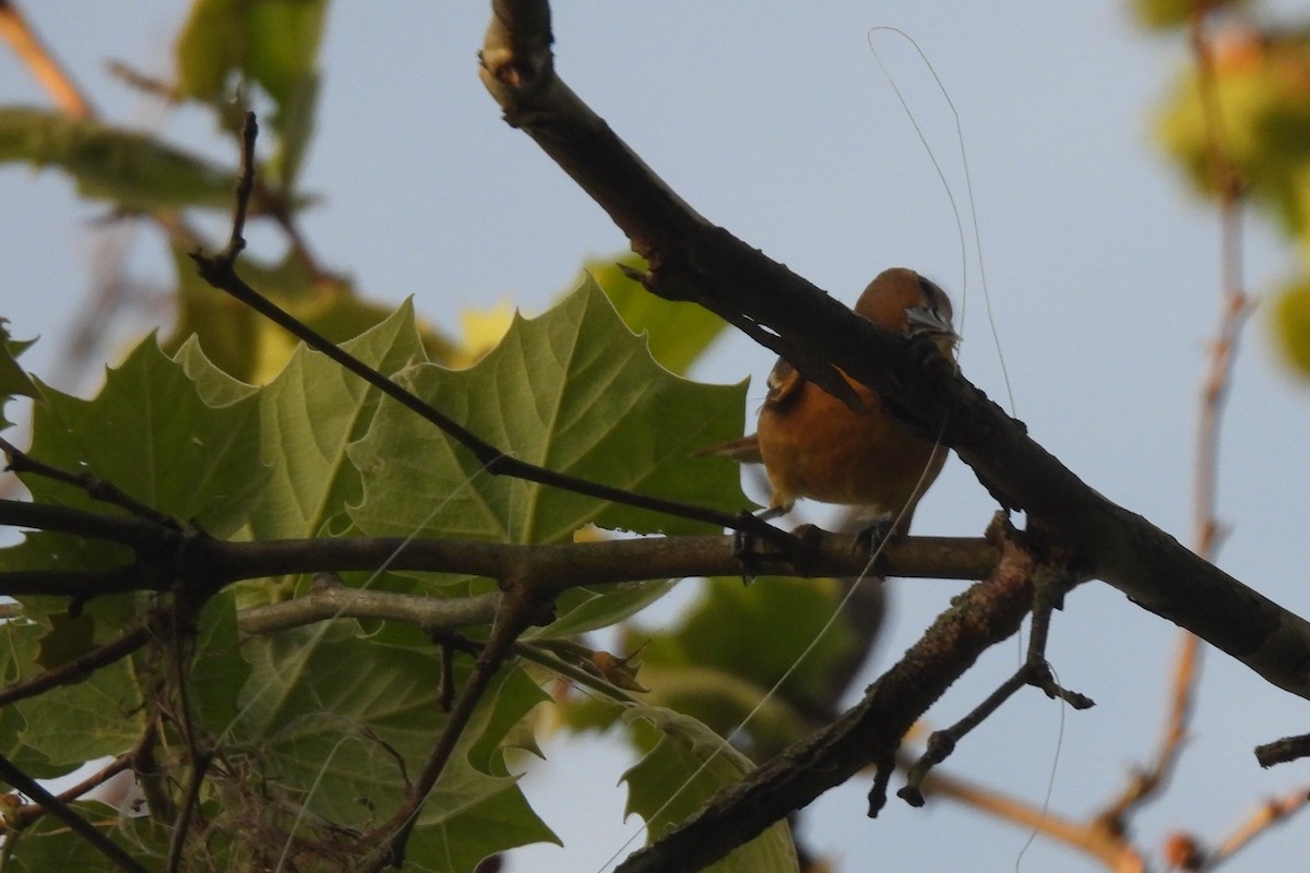 Baltimore Oriole - Larry Gaugler