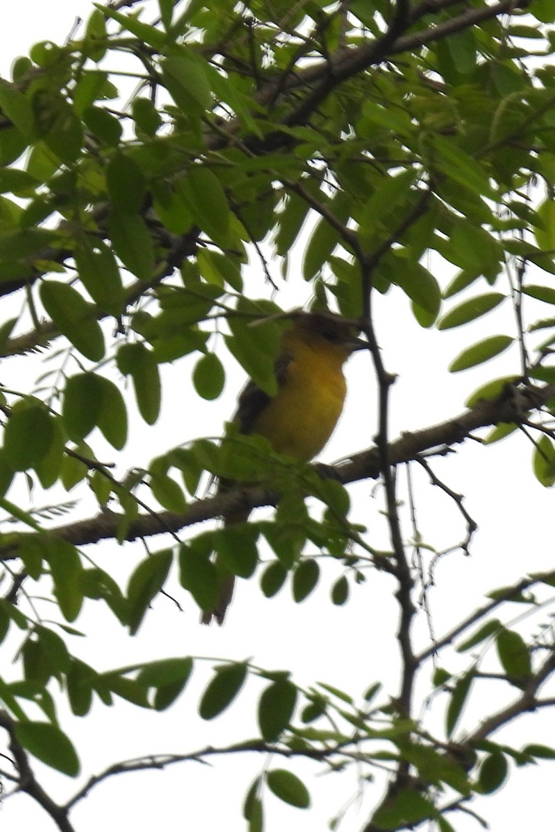 Baltimore Oriole - Larry Gaugler