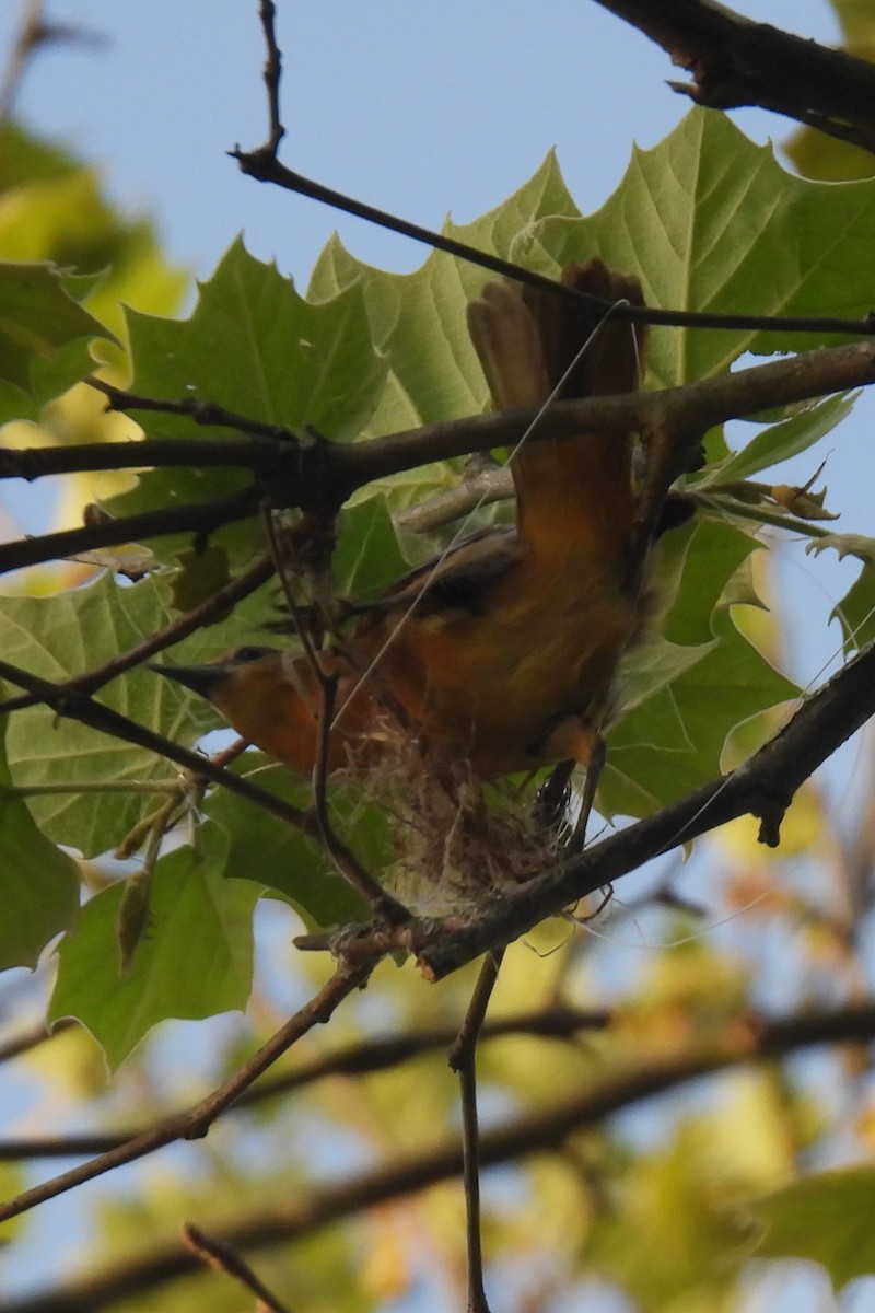 Baltimore Oriole - Larry Gaugler