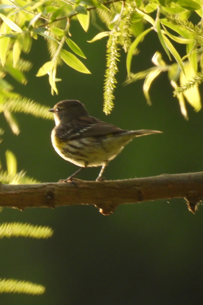 Yellow-rumped Warbler - ML618715079