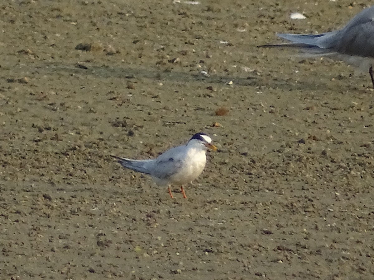 Little Tern - Sri Srikumar