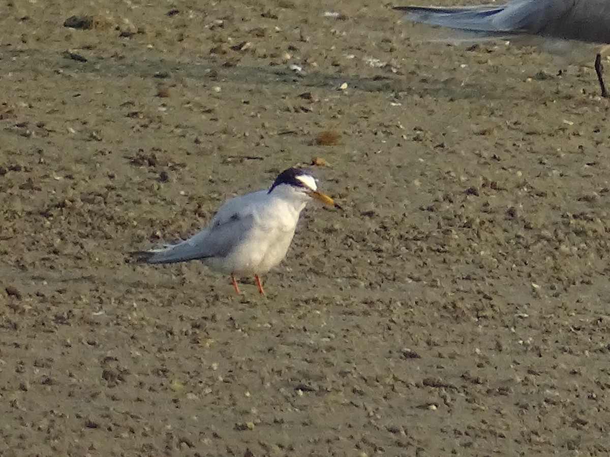 Little Tern - ML618715092