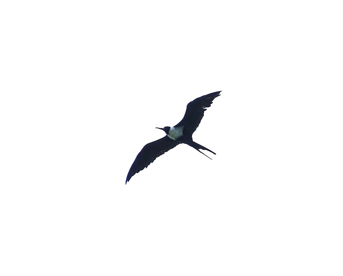 Lesser Frigatebird - ML618715104
