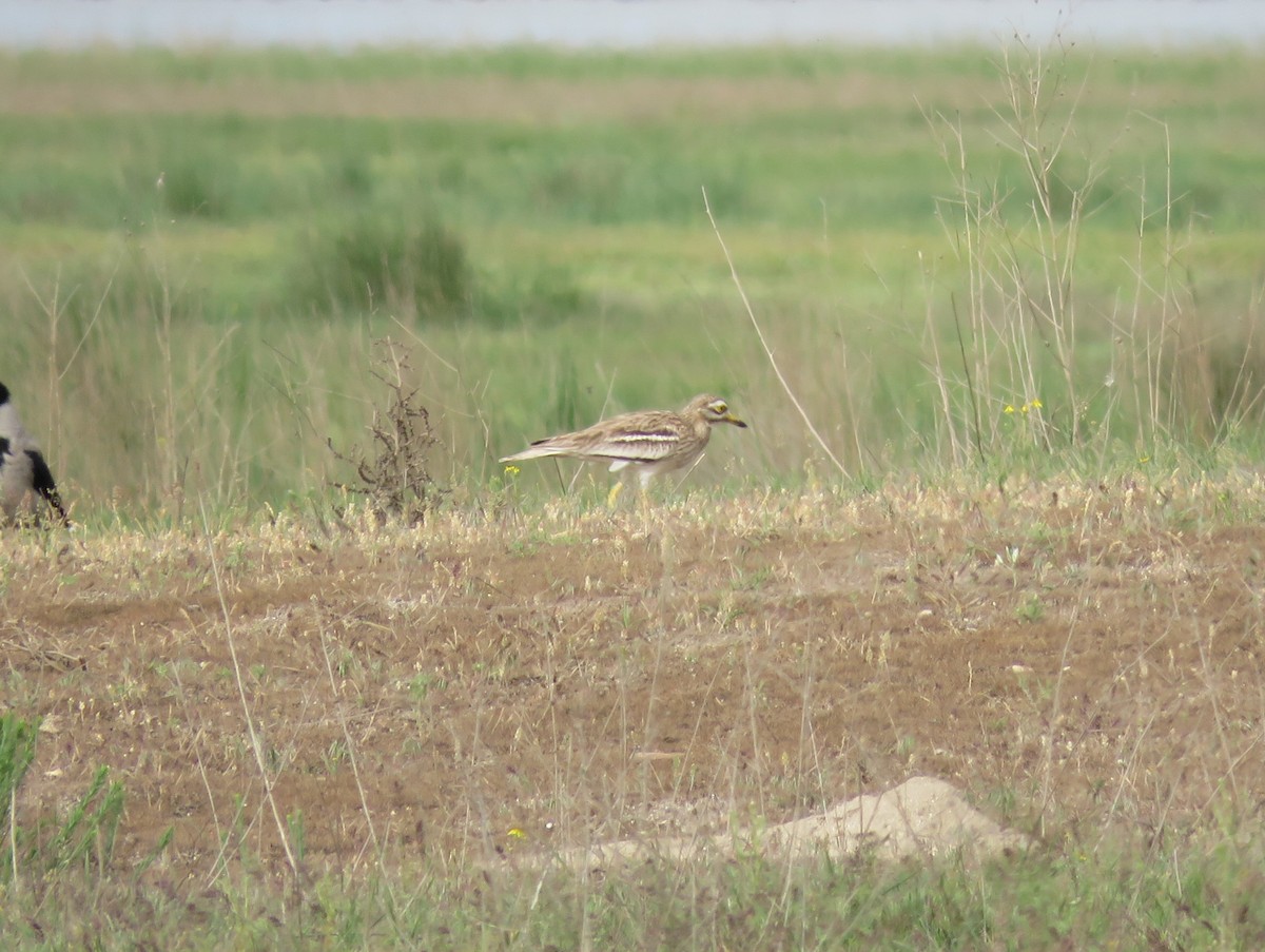 Eurasian Thick-knee - Craig Caldwell