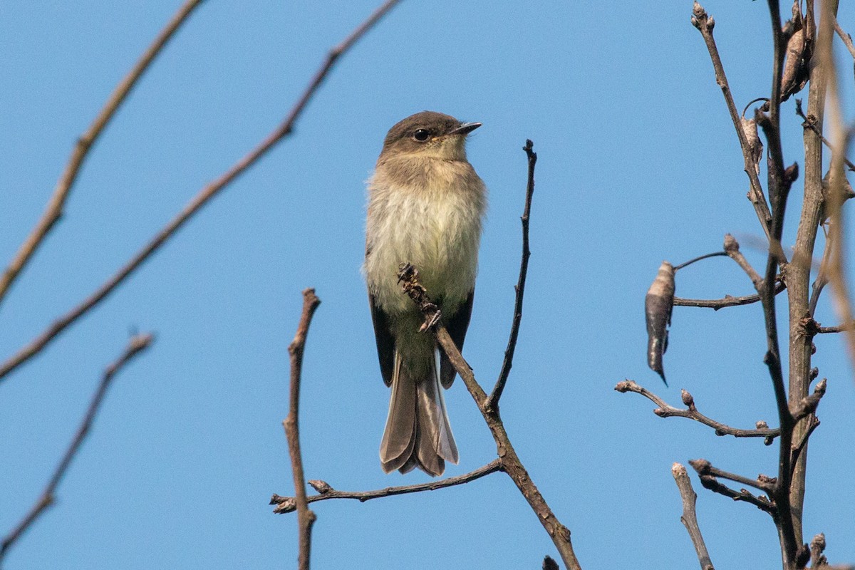 Eastern Phoebe - Steve Metchis