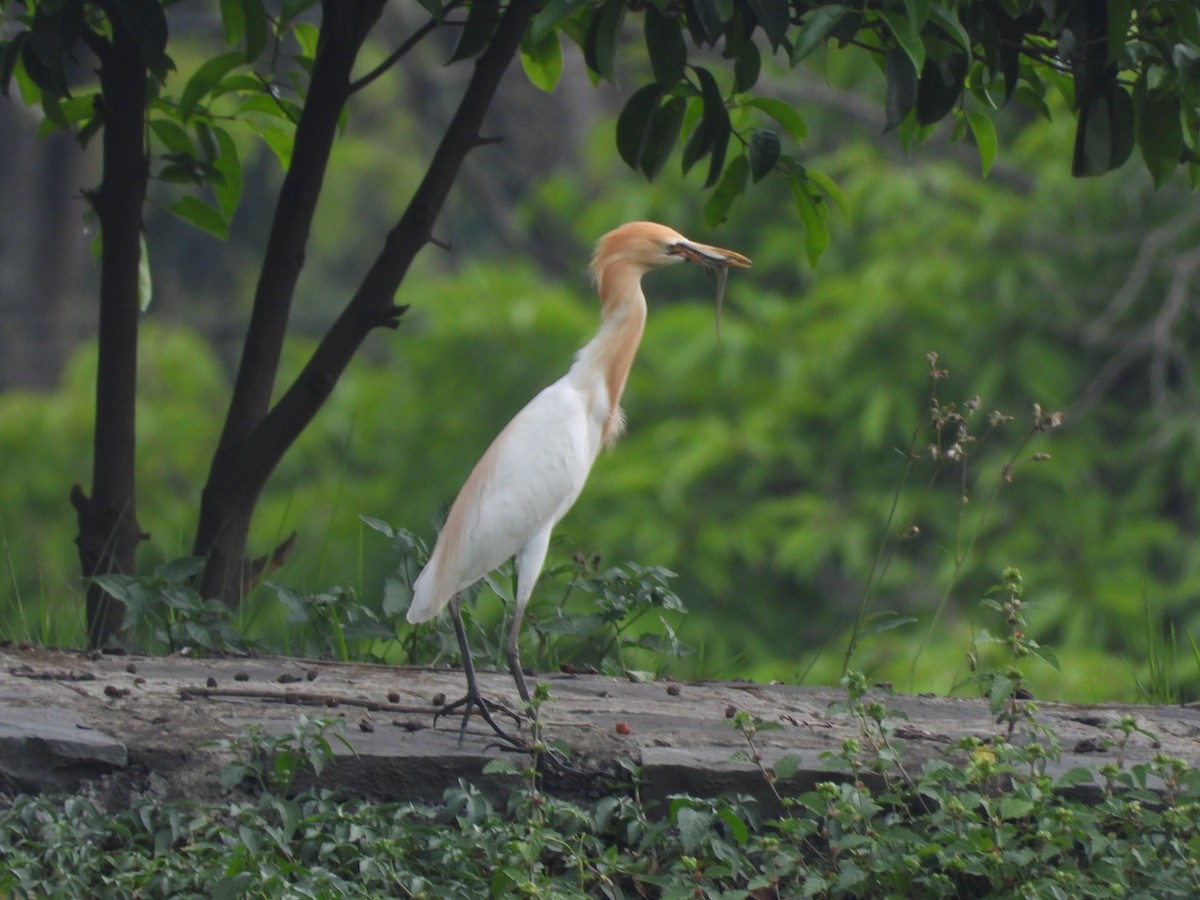 Eastern Cattle Egret - ML618715141