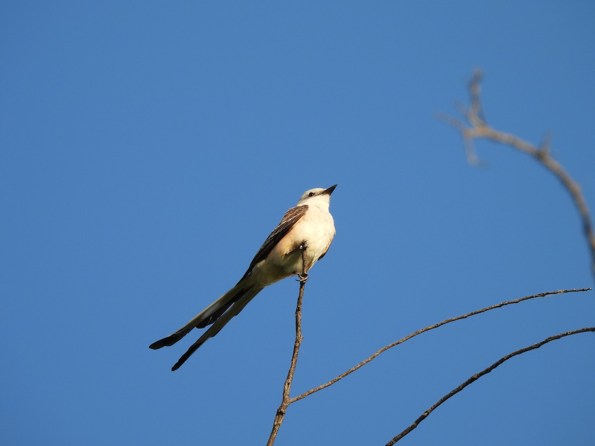 Scissor-tailed Flycatcher - Shun-Yuan Huang
