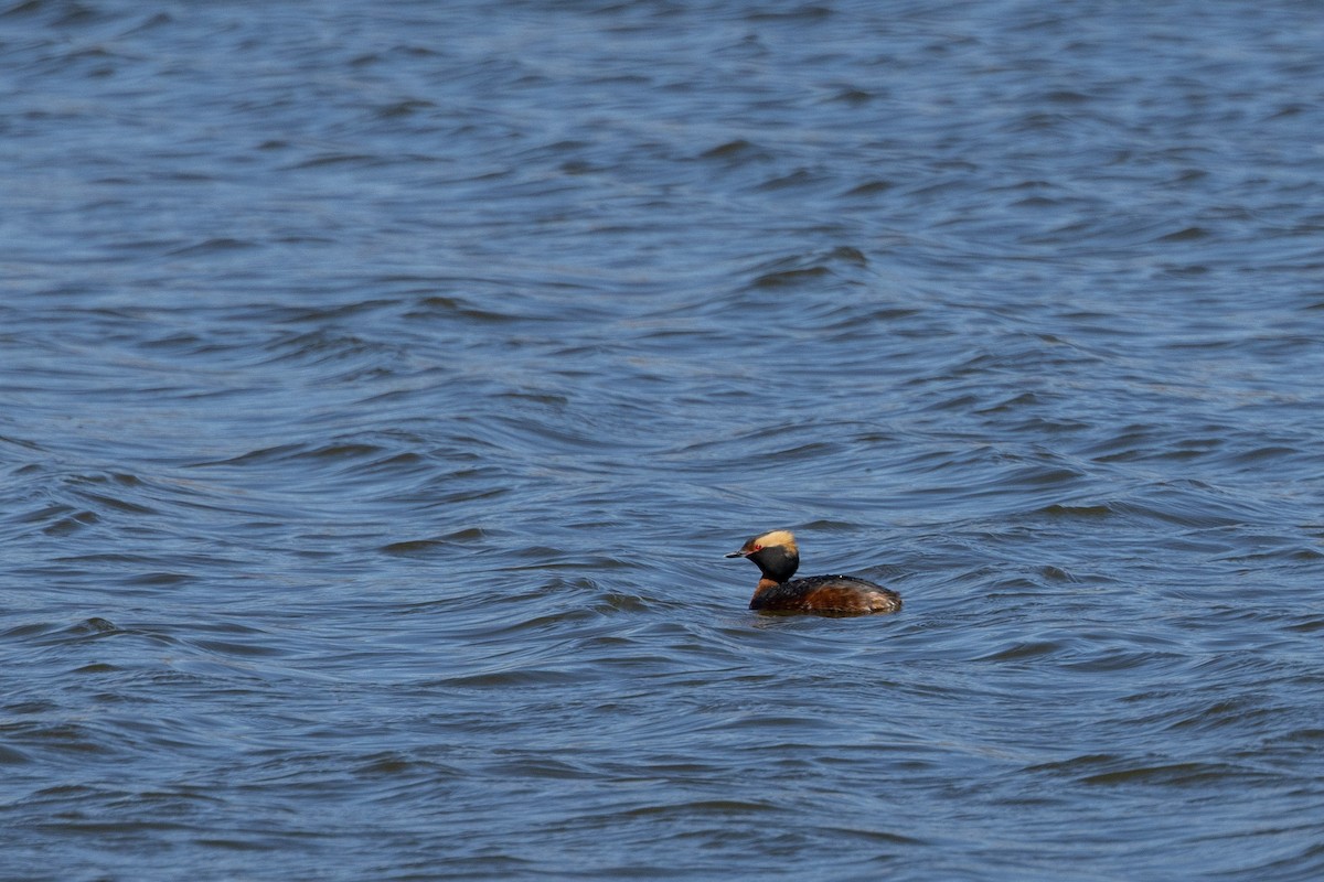 Horned Grebe - ML618715150