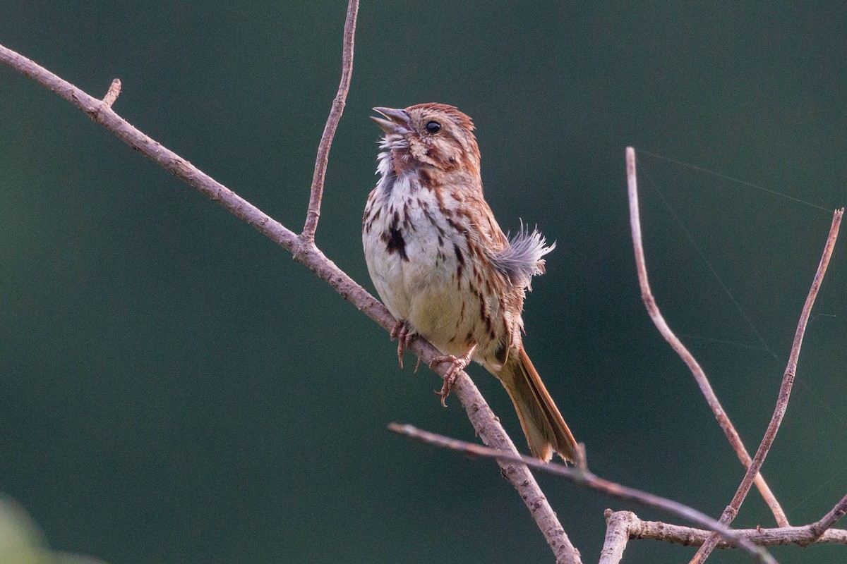 Song Sparrow - ML618715168