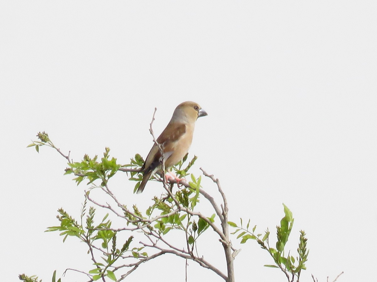 Hawfinch - Craig Caldwell