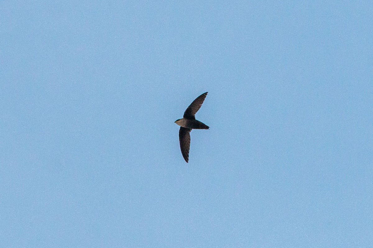 Chimney Swift - ML618715179